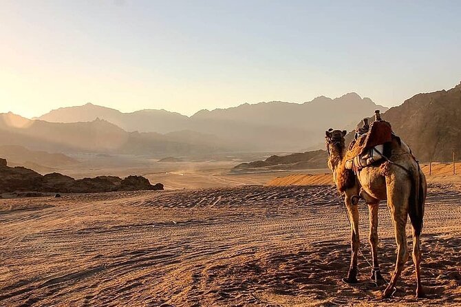 Safari quad, jeep, camel ride, show and dinner Hurghada - Dinner, stargazing, and the evening show