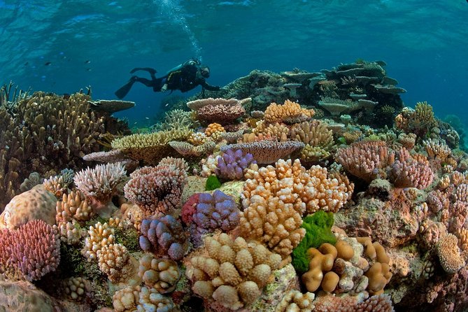 Scuba Diving Full Day Boat Trip for beginners With Lunch & Transfer – Hurghada - Key points to know before booking