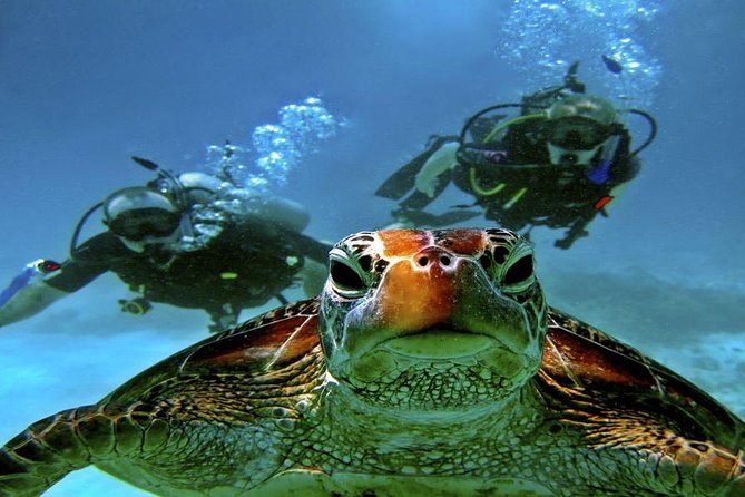 Scuba Diving Full Day Boat Trip for beginners With Lunch & Transfer – Hurghada - Is $24 good value for a full day?