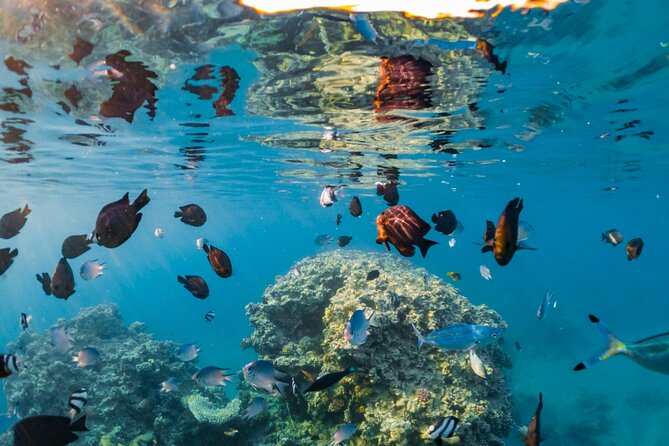 Semi-Submarine, Snorkeling Sea Trip With Transfer – Hurghada - Why this Hurghada boat trip is worth considering