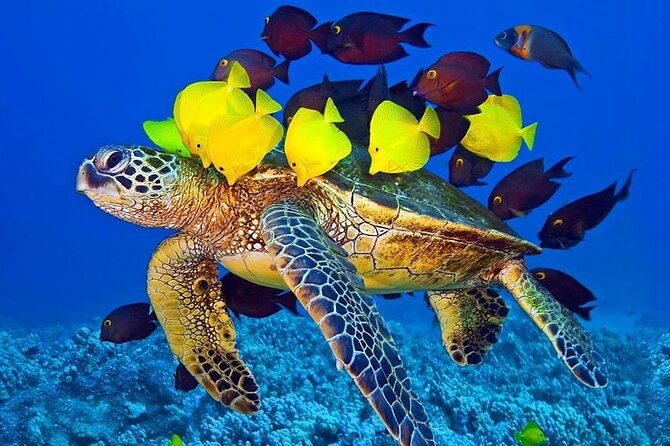 Semi-Submarine, Snorkeling Sea Trip With Transfer – Hurghada - Who will get the most from this experience