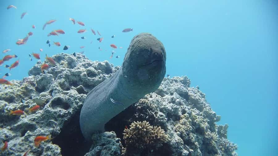 Sharm El Sheikh: Day sail to White island and Ras Mohamed - What to bring and how to prepare