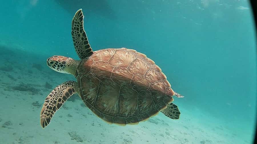 Sharm El Sheikh: Day sail to White island and Ras Mohamed - White Island and the changing tide