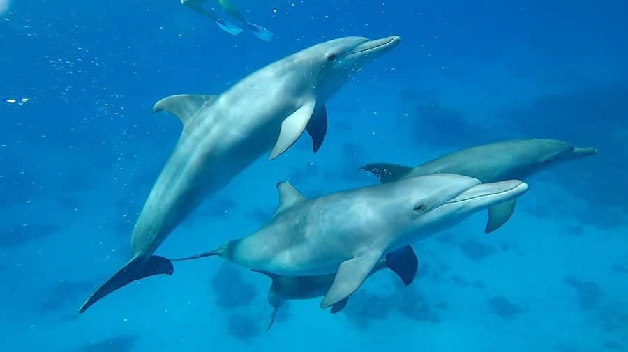 Sharm El Sheikh: Day sail to White island and Ras Mohamed - Who should choose this boat trip?