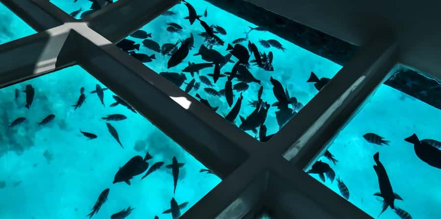 Sharm El Sheikh: Glass Bottom Boat Tour & Private Transfer - Key points before you book