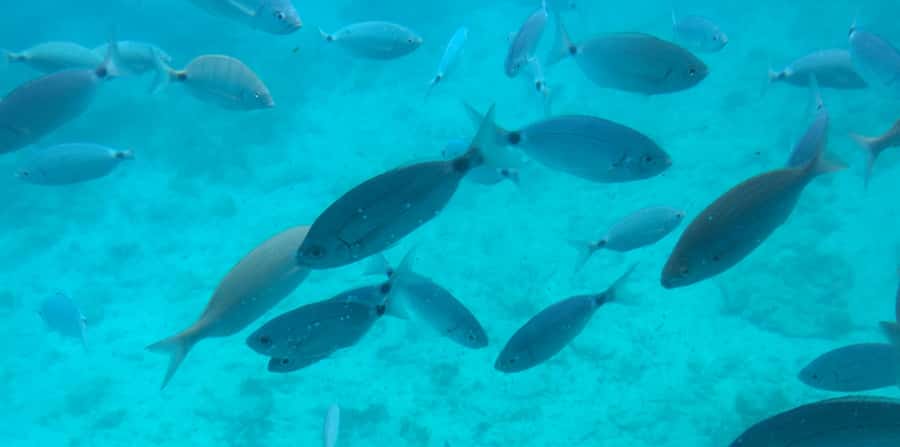 Sharm El Sheikh: Glass Bottom Boat Tour & Private Transfer - From your hotel to Naama Bay