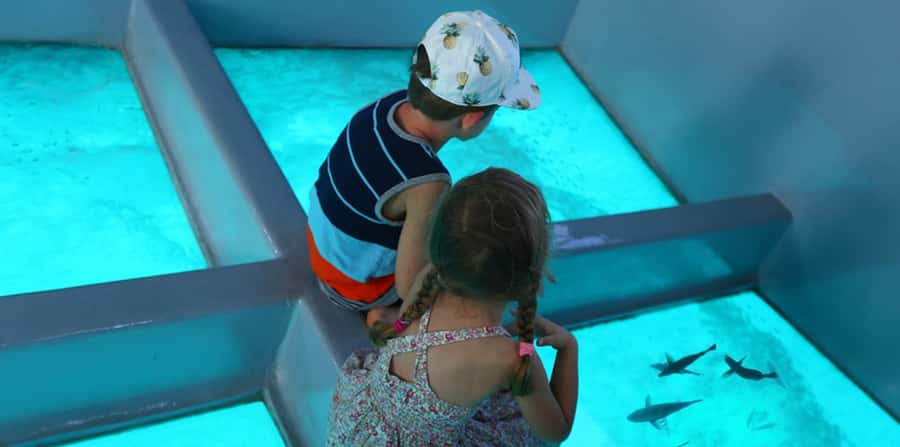 Sharm El Sheikh: Glass Bottom Boat Tour & Private Transfer - Near Garden, Far Garden, and the Great Brain