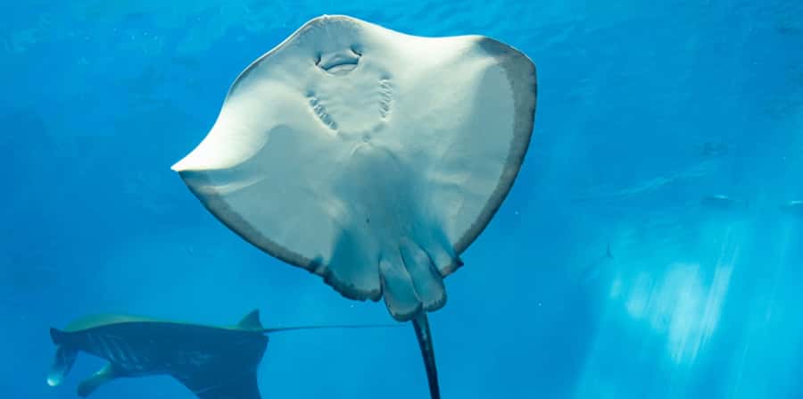 Sharm El Sheikh: Glass Bottom Boat Tour & Private Transfer - Looking through the glass bottom
