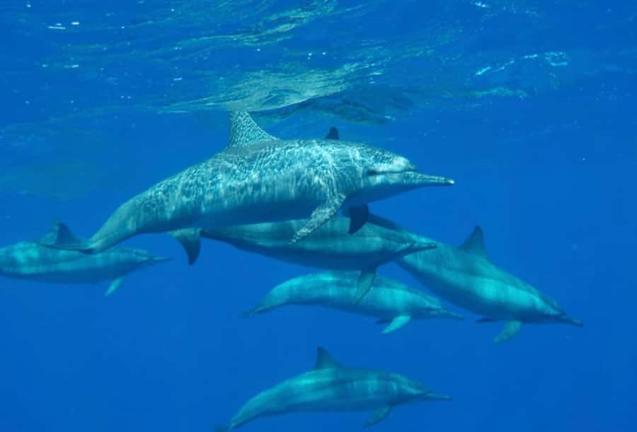 Sharm el-Sheikh: Premium Ras Mohammed & White Island Cruise - How the $30 price works as a value