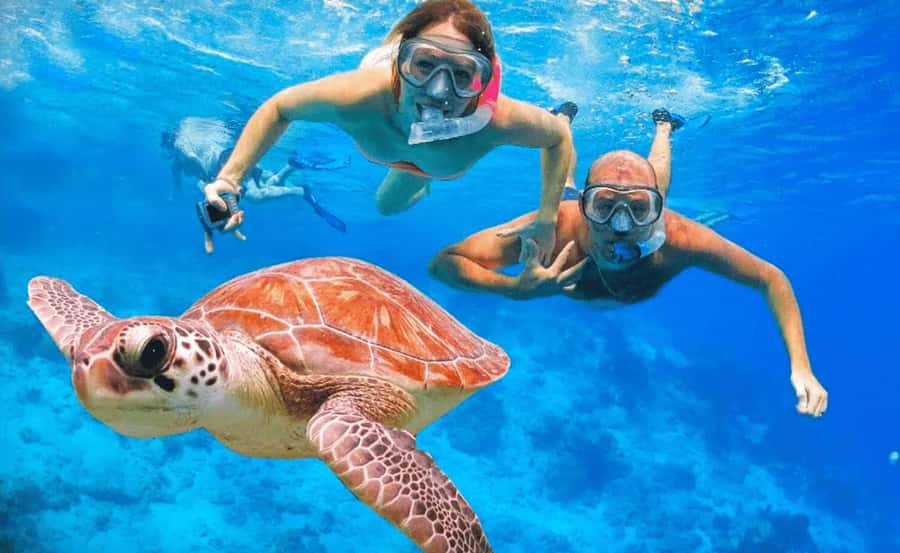 Sharm El Sheikh: Ras Mohamed & White Island Dive & Snorkel - Key points to know before booking