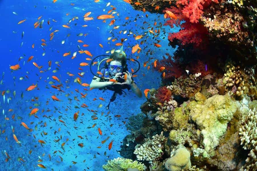 Sharm El Sheikh: Ras Mohamed & White Island Dive & Snorkel - What to pack and how to plan your day