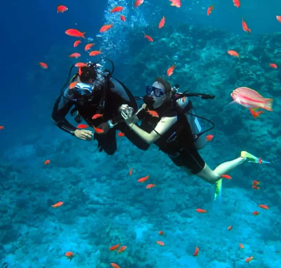 Sharm El Sheikh: Ras Mohamed & White Island Dive & Snorkel - Why this Ras Mohamed day works so well