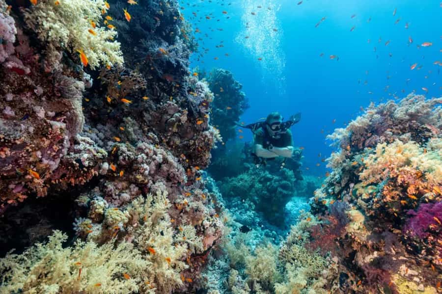 Sharm El Sheikh: Ras Mohamed & White Island Dive & Snorkel - White Island, the trip’s strangest and prettiest stop