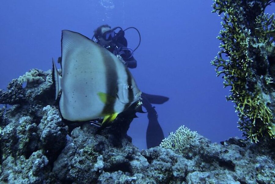 Sharm El Sheikh: Ras Mohamed & White Island Snorkel or Dive - Language, safety, and small points that matter