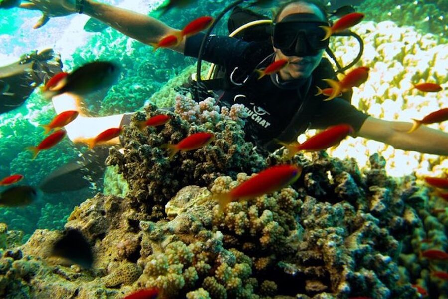 Sharm El Sheikh: Ras Mohamed & White Island Snorkel or Dive - Who will enjoy this day most?