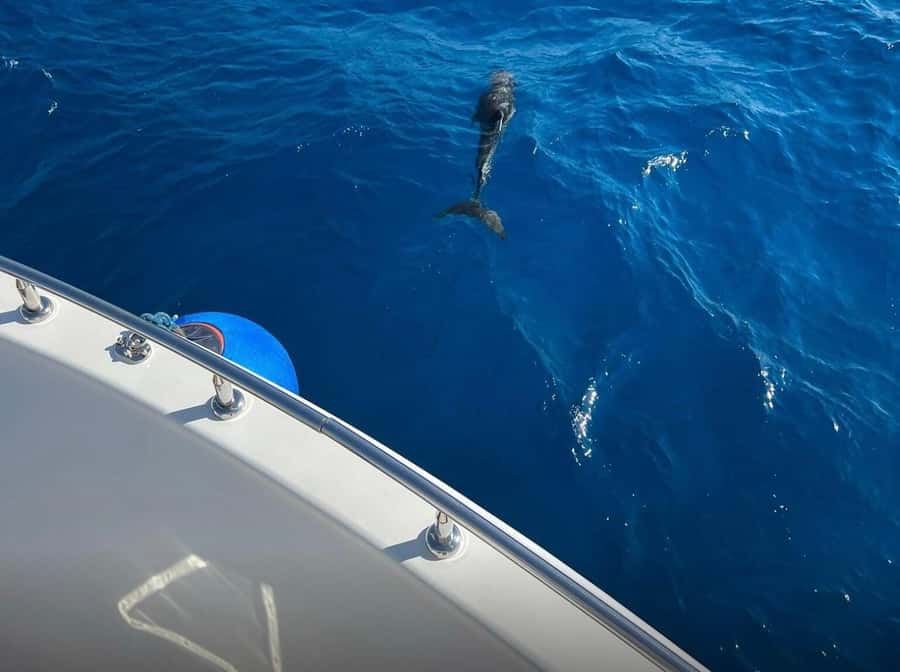 Sharm el-Sheikh: Ras Mohammed Elite VIP Cruise and BBQ Lunch - Sun loungers, salons, and the return cruise