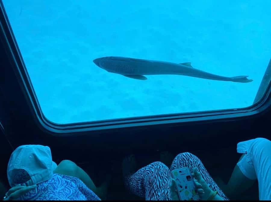 Sharm El-Sheikh: Seascope Submarine boat cruise with pickup - Is $36 good value?