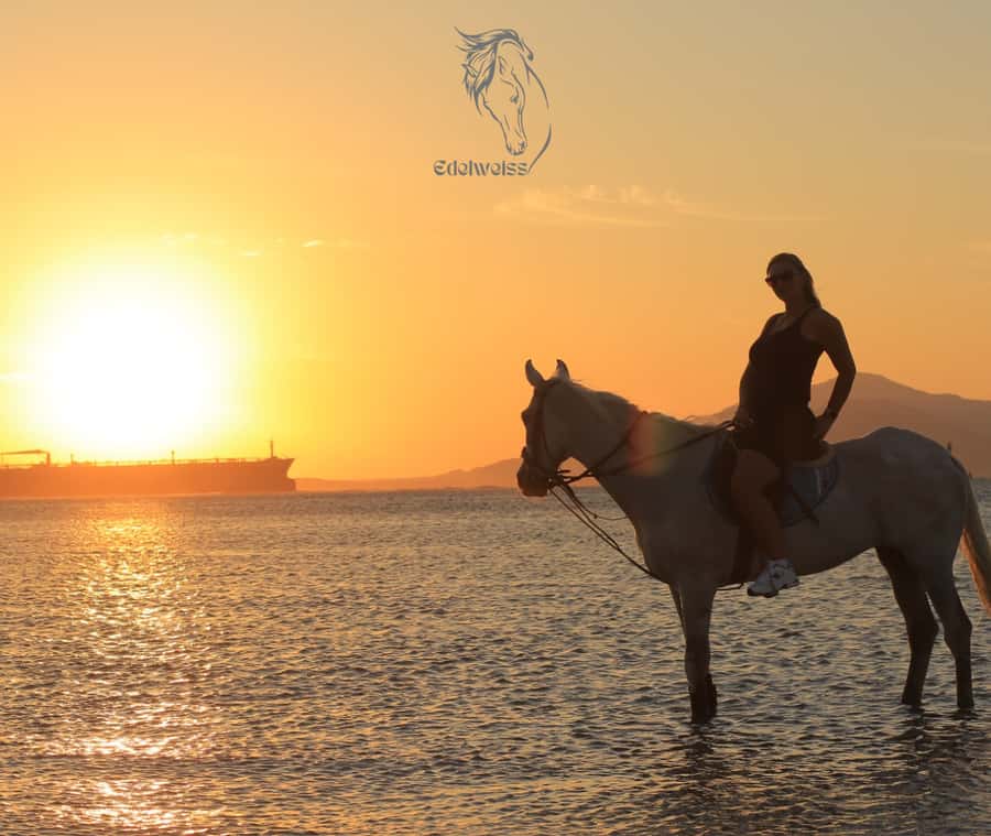 Sharm El Shiekh: Beach and City Desert Horse Riding Tour - Learning to ride before the desert