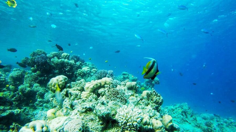 Sharm: Introductory Dive from the Shore & PADI Courses - Your first underwater session in shallow water
