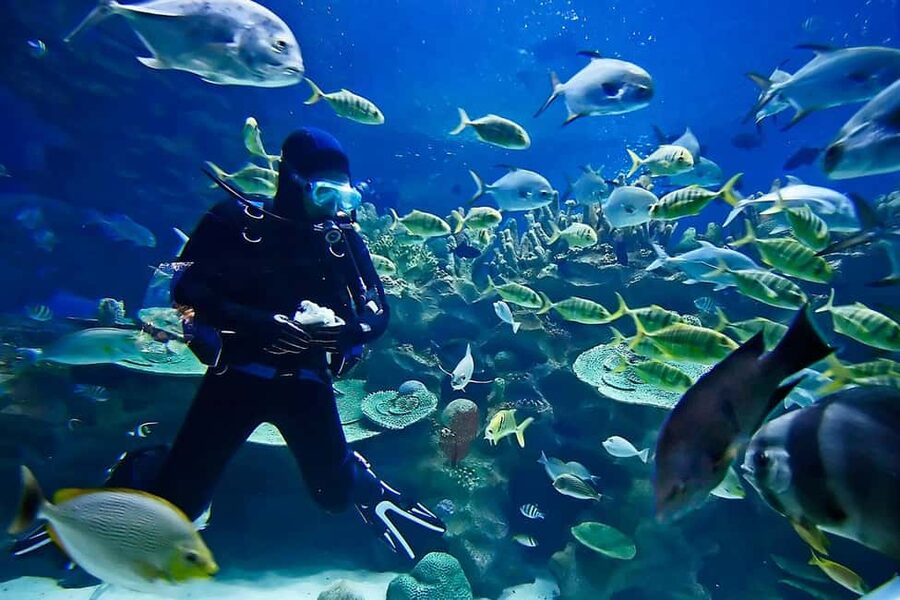 Sharm: Introductory Dive from the Shore & PADI Courses - Who will enjoy this most?