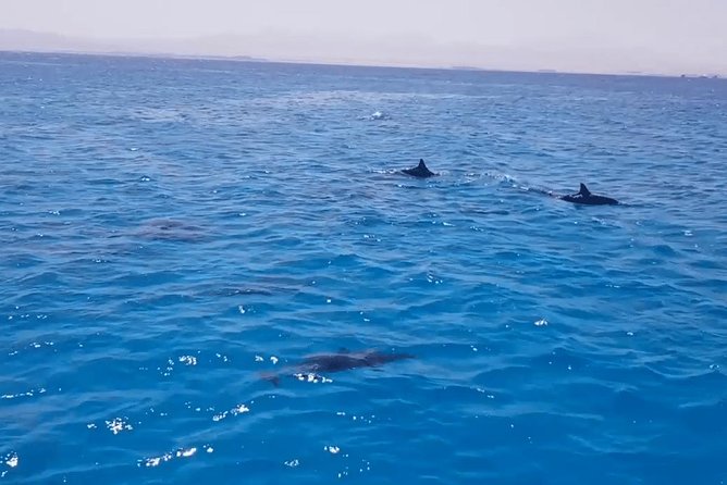 Snorkeling Day Trip in Hurghada - Leaving Hurghada at 10:00 a.m.