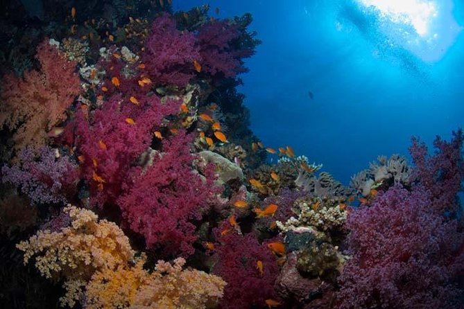 Snorkeling Day Trip in Hurghada - Private boat or private activity?