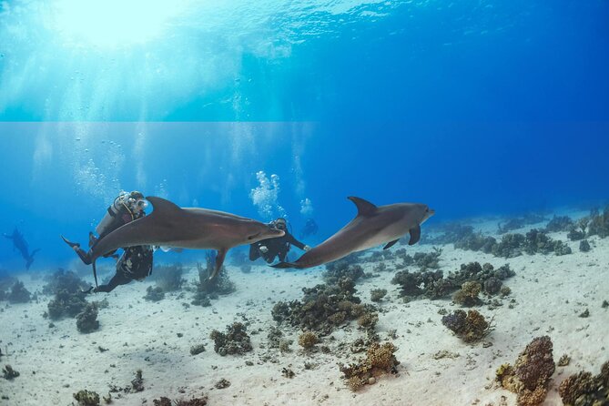 Snorkeling with Dolphins at Dolphin House Boat Trip in Hurghada - Why Dolphin House makes a good Red Sea day trip