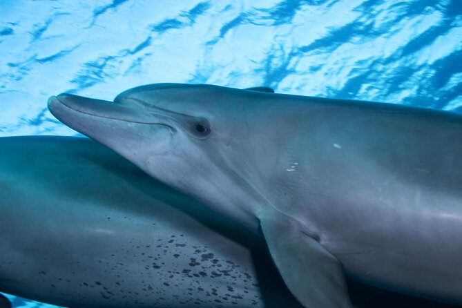 Snorkeling with Dolphins at Dolphin House Boat Trip in Hurghada - Starting with hotel pickup at 8:00 a.m.