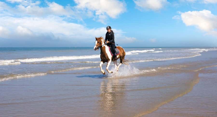 Soma Bay: Horse Riding Beach and Desert Tour With Transfer - Meeting the horse and guide