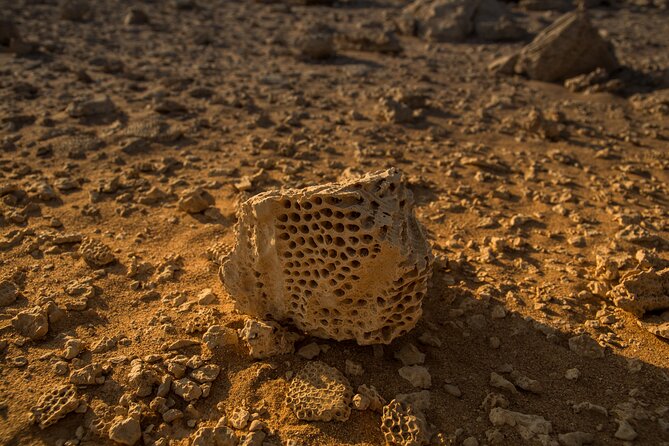 Sunset Luxury Experience to Dry Canyon Wadi Belli - Wadi Belli and the Fossils of an Ancient Sea
