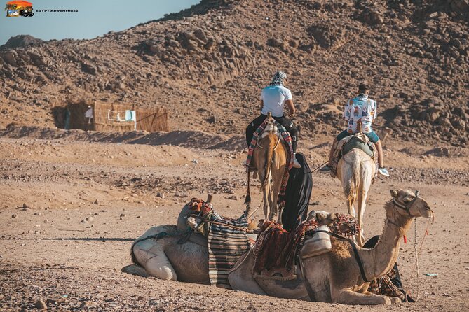 Super Safari ATV Quad, Jeep & Camel Ride with Dinner - Hurghada - Dinner, sunset, and the evening show