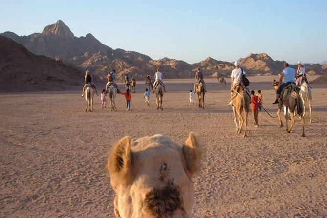 Super Safari (Full day) - Key Points to Know Before You Book