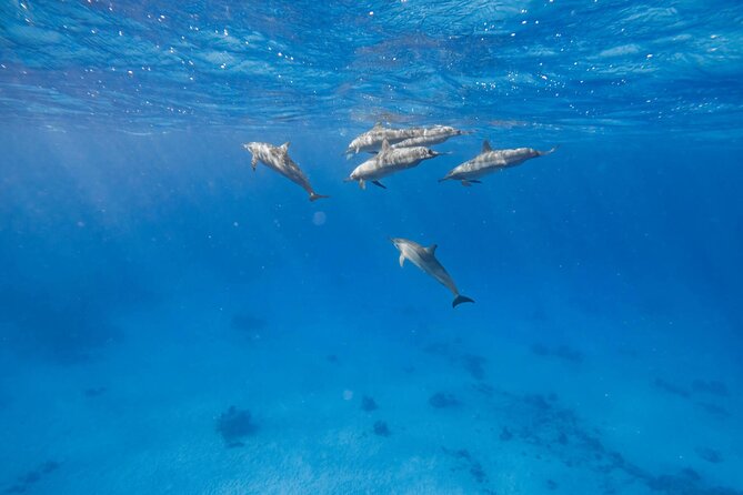 Swim With Dolphins at Dolphin House With Lunch - Hurghada - Dolphin House and the search for wild dolphins