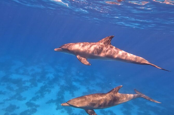 Swim With Dolphins at Dolphin House With Lunch - Hurghada - What lunch and drinks add to the day