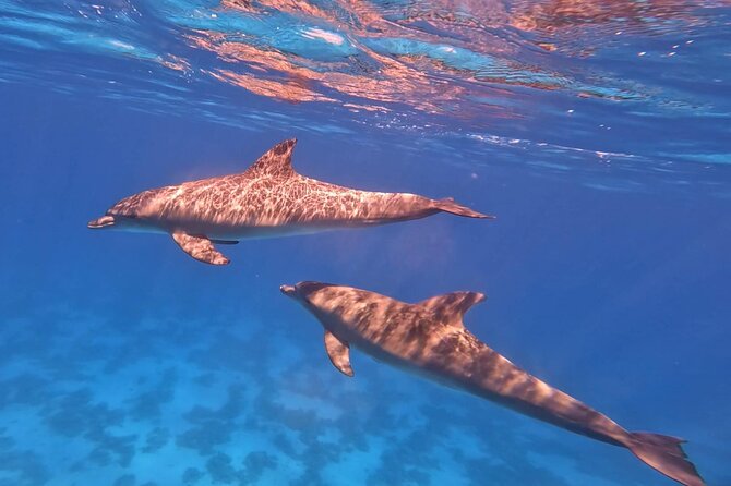 Swim With Dolphins at Dolphin House With Lunch - Hurghada - The boat ride, group size, and comfort