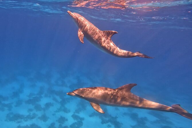 Swim With Dolphins at Dolphin House With Lunch - Hurghada - The real value of the $15.12 price