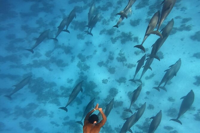 Swim With Dolphins at Dolphin House With Lunch - Hurghada - Who will enjoy this Hurghada excursion most