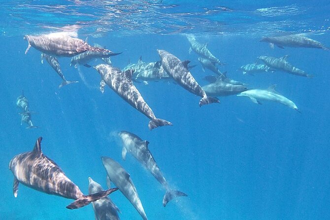 Swim With Dolphins at Dolphin House With Lunch - Hurghada - Two snorkeling stops with coral and fish