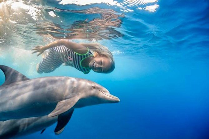 Swim with Dolphins Semi Private Speedboat Sea Tour - Hurghada - From your Hurghada hotel to the marina at 8:00 am