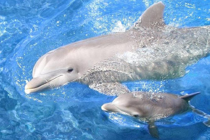 Swim with Dolphins Semi Private Speedboat Sea Tour - Hurghada - The speedboat ride across the Red Sea