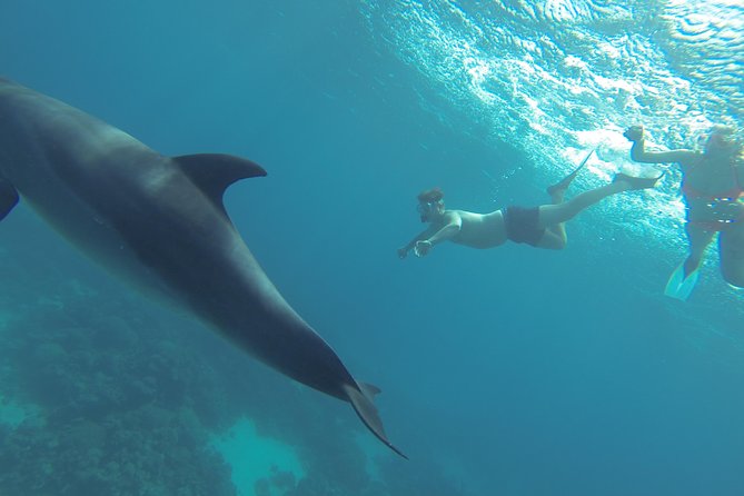 Swim with Dolphins Semi Private Speedboat Sea Tour - Hurghada - Food, drinks, and the unclear lunch promise