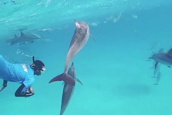 Swim with Dolphins Semi Private Speedboat Sea Tour - Hurghada - What the $55 price really buys you