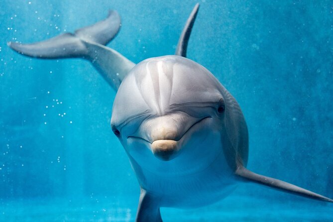 Swim with Dolphins Semi Private Speedboat Sea Tour - Hurghada - The crew can shape the whole morning