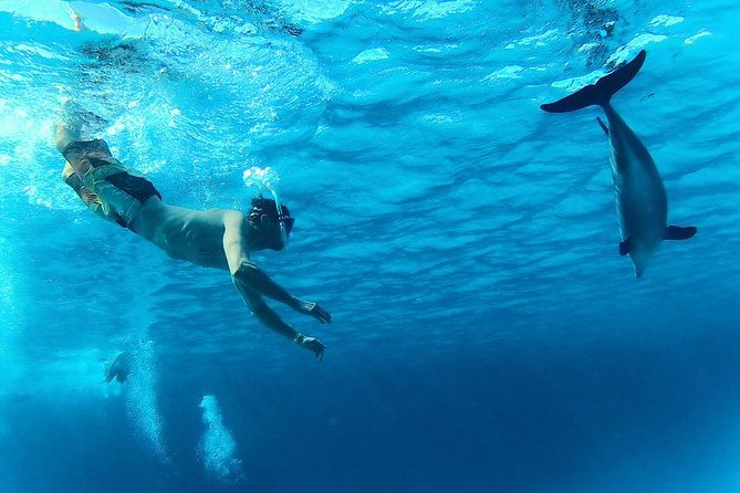 Swim with Dolphins Semi Private Speedboat Sea Tour - Hurghada - Guided snorkeling at Dolphin House