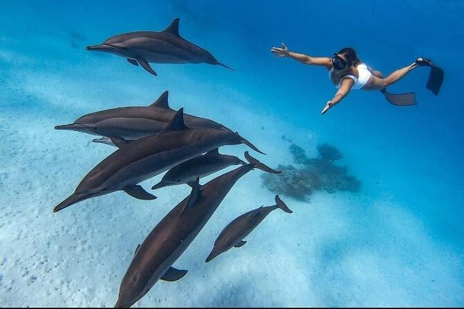 Swim with Dolphins VIP snorkeling Boat Trip with lunch - Hurghada - Key points before you book