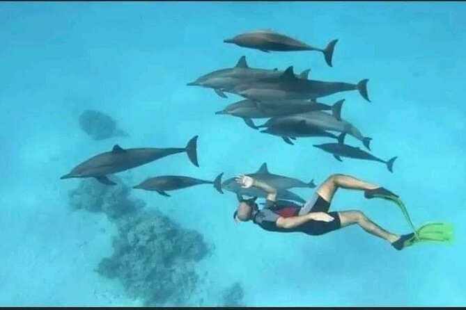 Swim with Dolphins VIP snorkeling Boat Trip with lunch - Hurghada - Starting from Hurghada at 8:00 am