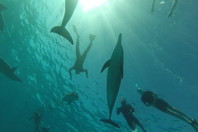 Swim with Dolphins VIP snorkeling Boat Trip with lunch - Hurghada - What the VIP label really means
