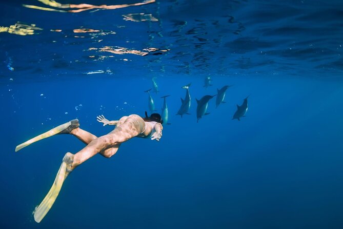 Swimming With Dolphin in Red Sea Adventure with Lunch - Hurgada - Snorkeling at Dolphin House