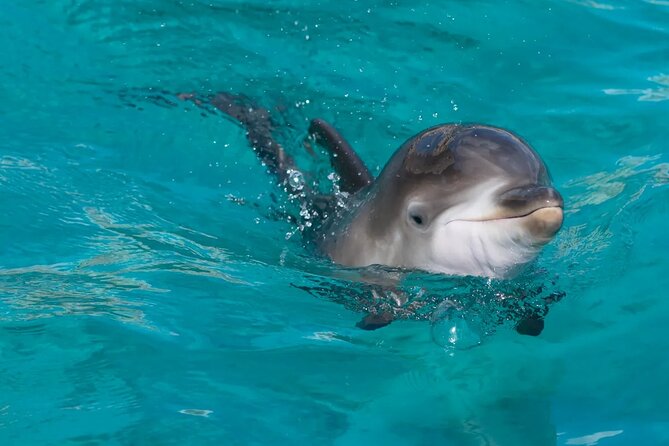 Swimming With Dolphin in Red Sea Adventure with Lunch - Hurgada - Coral reefs, colorful fish, and the strongest part of the trip