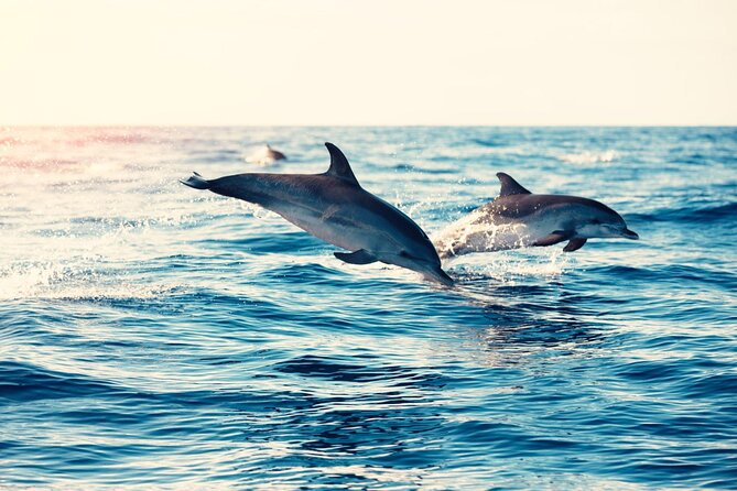 Swimming With Dolphin in Red Sea Adventure with Lunch - Hurgada - Banana ride and Quadra water sports